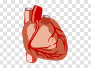 Human Heart PNG Image Background 人体心脏PNG图像背景 PNG图片