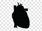 Vector Human Heart PNG Image Background 矢量人体心脏PNG图像背景 PNG图片