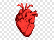 Red Human Heart PNG Photo 红人心PNG照片 PNG图片